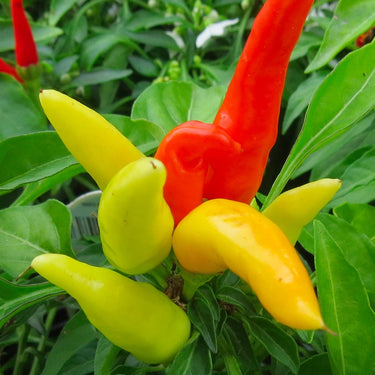 Patio Fire & Ice Pepper Seeds - The Pepper Pantry (Formerly Marie Sharp's)
